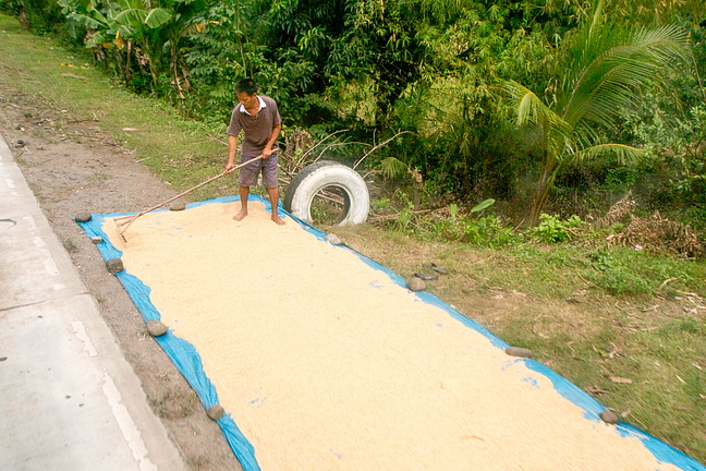 Вдоль дороги сушат рис