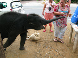 Слоненку Надья всего 3 месяца