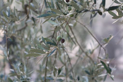 Так растут оливки
