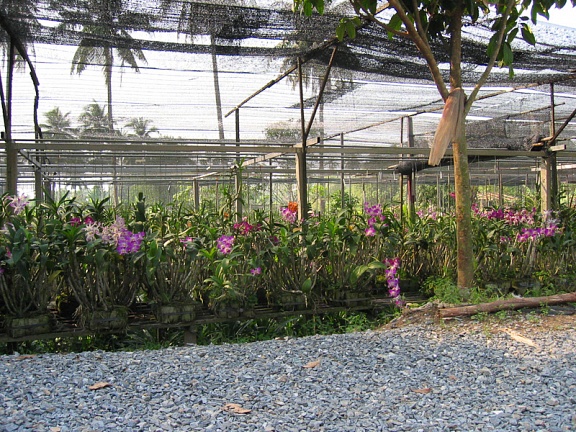 Оранжарея, где выращивают орхидеи.